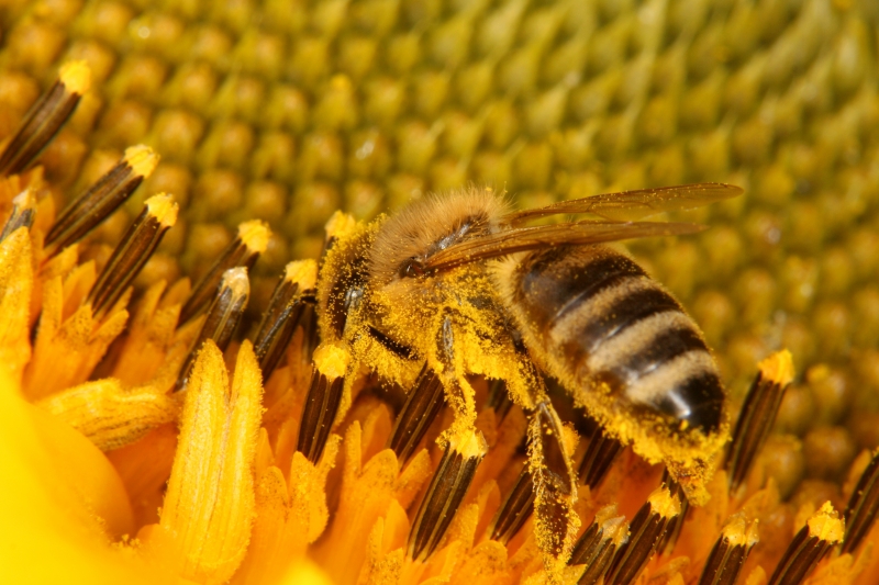 Sonnenblume (<i>Helianthus annuus</i>)